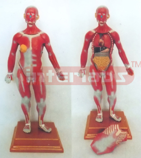 50 CM TALL COMPLETE MUSCULAR ANATOMICAL MODEL WITH OPENED WATCH INTERNAL ORGANS (2 PCS)